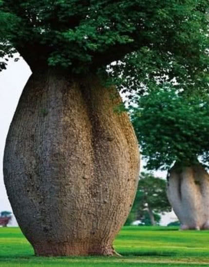 世界上10大最奇特的植物,世界上最奇特的植物叫什么名字