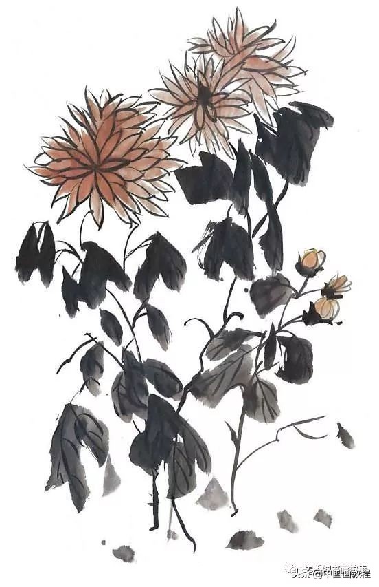 菊花花头花苞画法,菊花花头的画法步骤图片