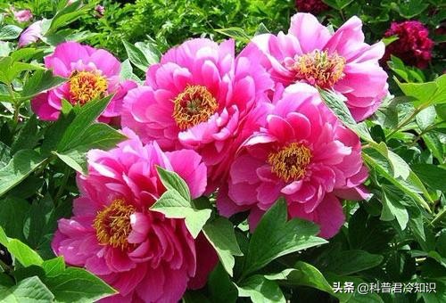 什么品种的牡丹是中国国花,牡丹为什么不能定为中国国花