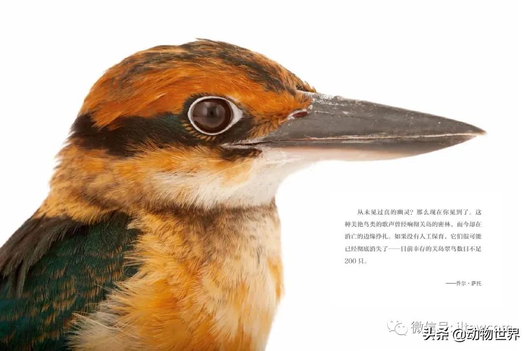 守护生物多样性,请继续保持我们的生物多样性