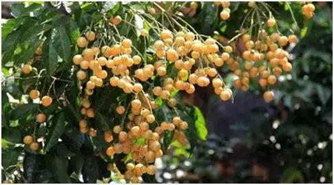 养殖农场赚钱创业项目是什么,种养殖项目什么最赚钱