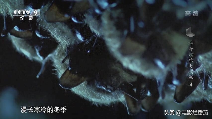 蝙蝠为什么是背锅侠,蝙蝠真实纪录片
