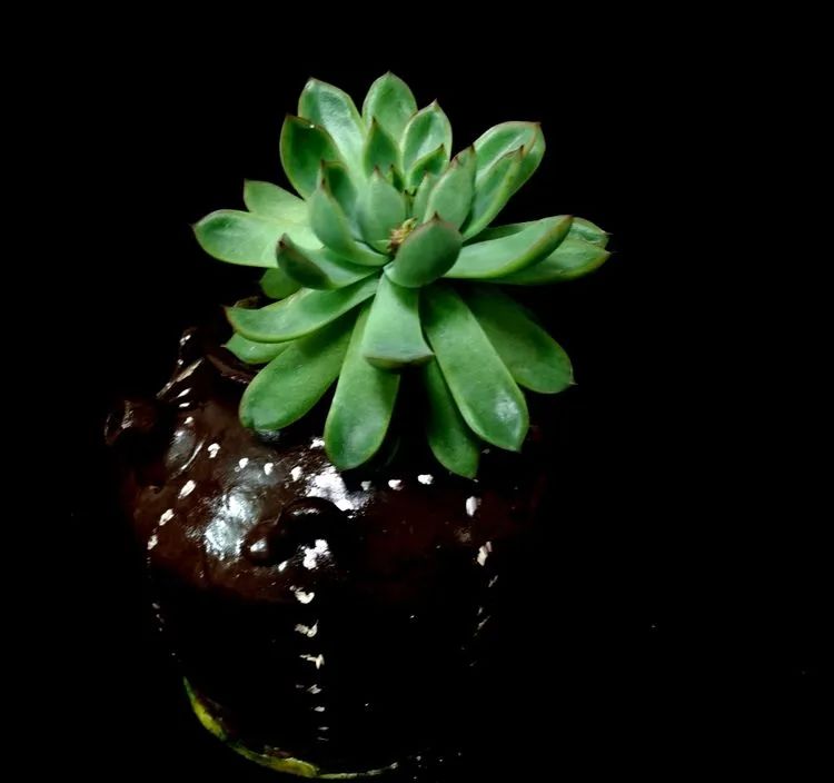 一盆仙人掌和一盆月季的故事,一个多肉的故事