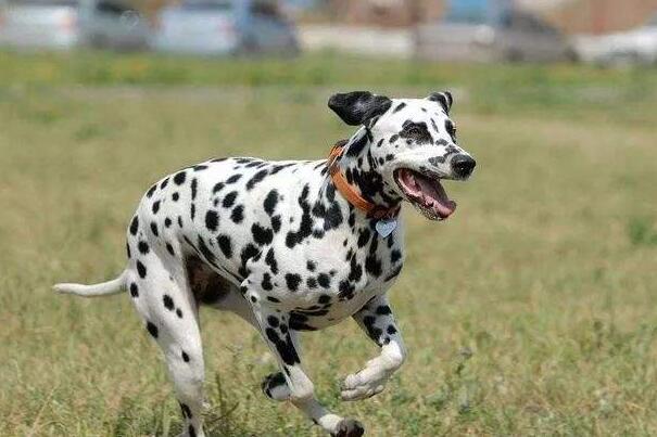 大麦町犬怎么聪明了,大麦町犬是不是斑点狗