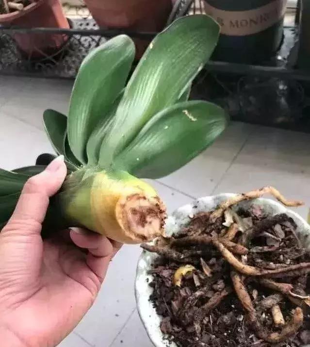 养君子兰记住5个小口诀,君子兰有六项注意事项