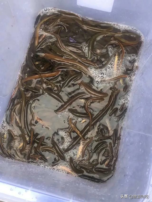 农村致富秘诀5年赚钱7.5亿元,小伙子农村创业发现意外商机