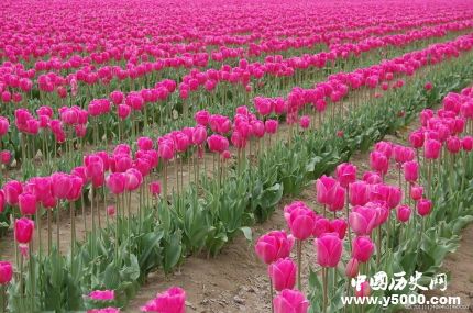郁金香花语和什么花语最搭配,郁金香花语和寓意是什么发朋友圈