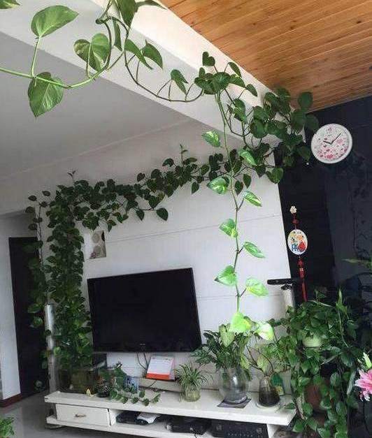 绿萝怎么造型更好看,大绿萝怎么做造型好看