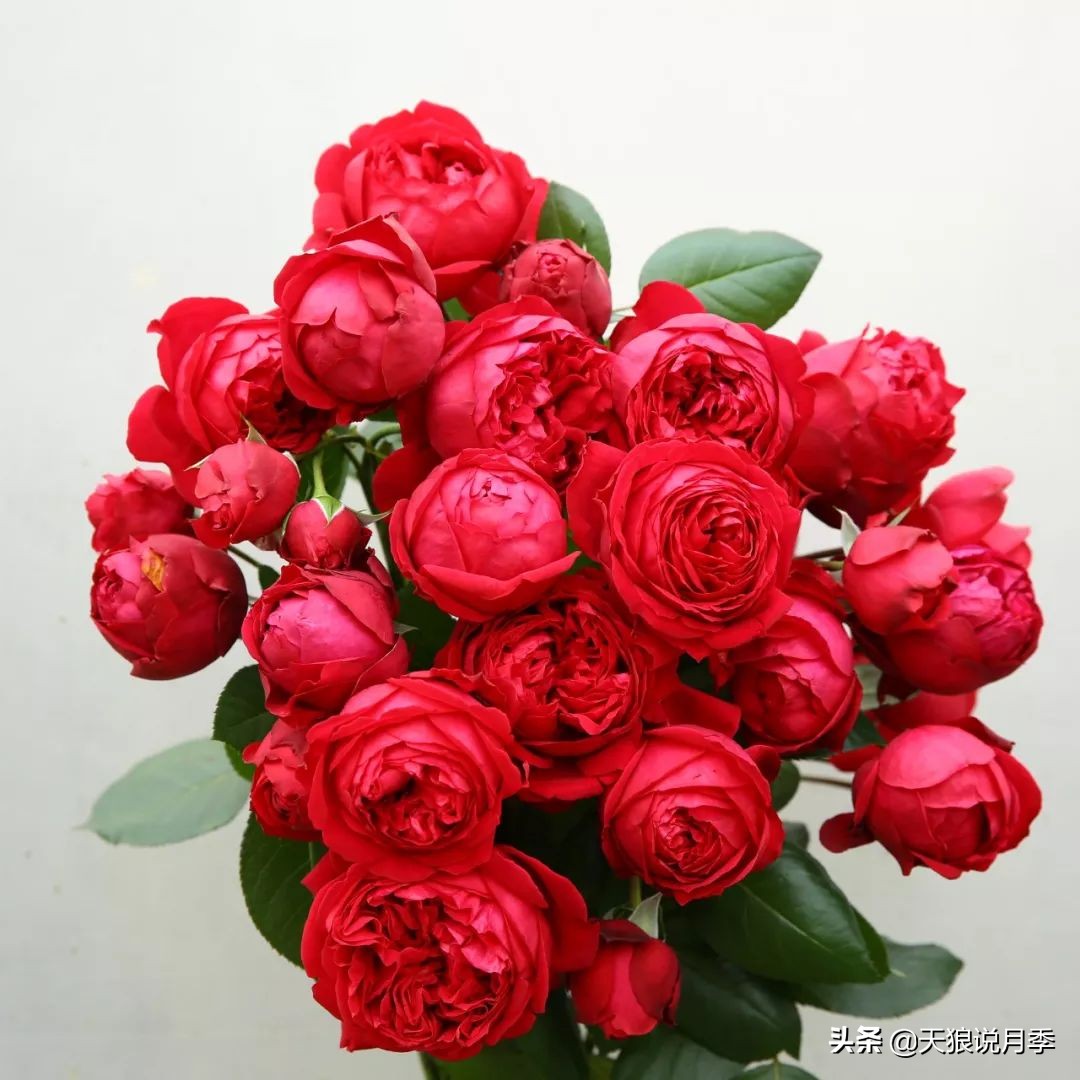 四月最浪漫的蔷薇花,最浪漫的四月花