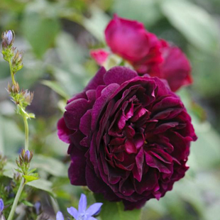 99棵月季,最值得入手的玫瑰月季