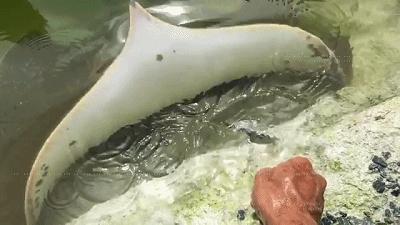 自家水库里养龙鱼，原来龙鱼和魟鱼还能这么养？