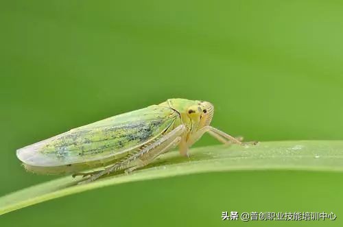 种菜防治病虫害最简单方法,种菜病虫害图片大全