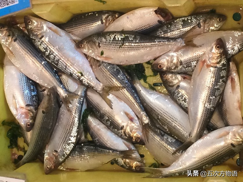 沙丁鱼长什么样图片大全,沙丁鱼是长什么样的呢