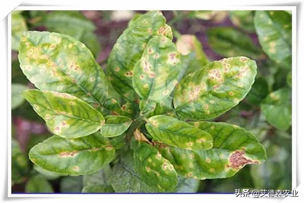 柑橘病虫害识别软件,天天学农柑橘病虫害