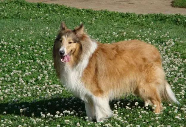 72种名犬分类介绍及图片,72种名犬及图片