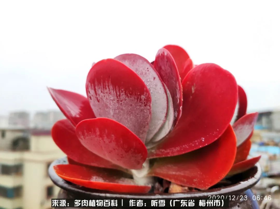 爱上多肉精致生活,爱上多肉我们的减压法宝