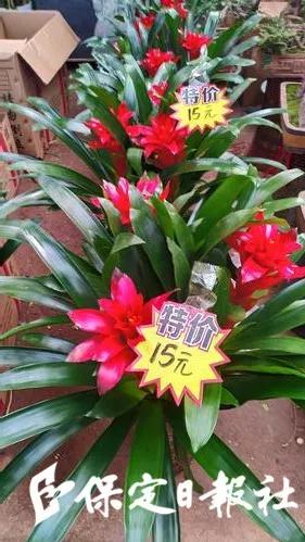 保定最大的花卉批发市场在哪里,保定花卉市场有哪些品种