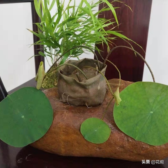 说好的碗莲呢？养了3年，连一朵花都没见，最后只收获一堆菜藕