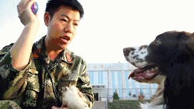 长得最像狼的狗,最帅狗