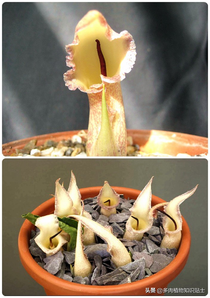 香气迷人的植物,有独特香气的植物