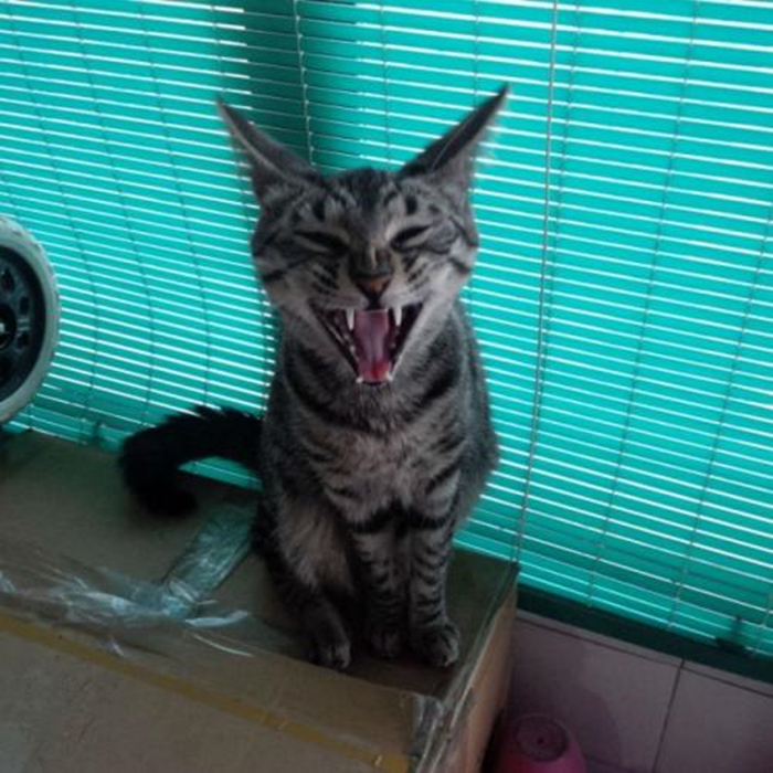 狸花猫50块钱,狸花猫五块钱一只