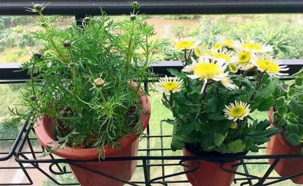 矿泉水瓶养花盆教程图,塑料瓶和花盆可以养花吗