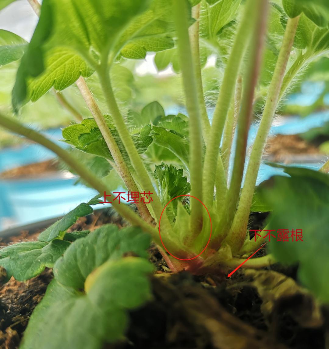 红花草莓托斯卡纳,红花草莓和白花草莓哪个好