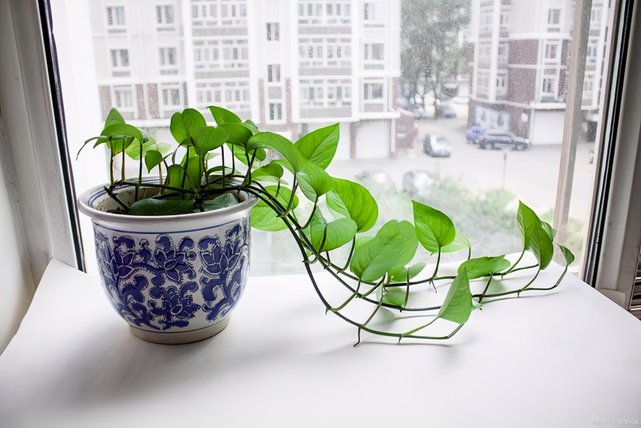 怎么养水培绿萝长得快又茂盛,懒人盆水培绿萝怎样养才能茂盛