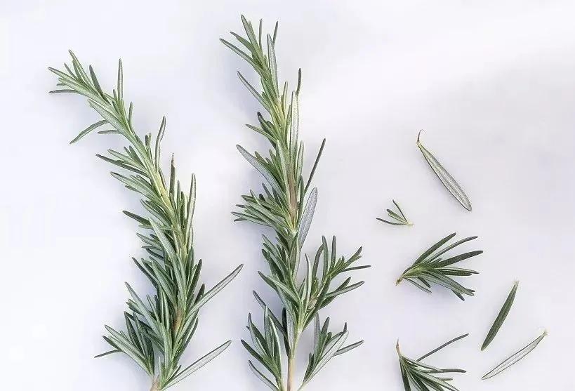 观花草本植物推荐,最具观赏性的观叶植物