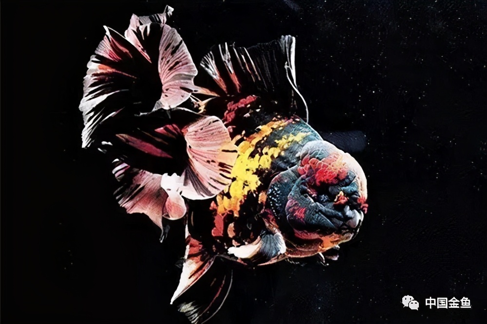 鱼苗一个月后怎么饲养,兰寿鱼苗如何催苗