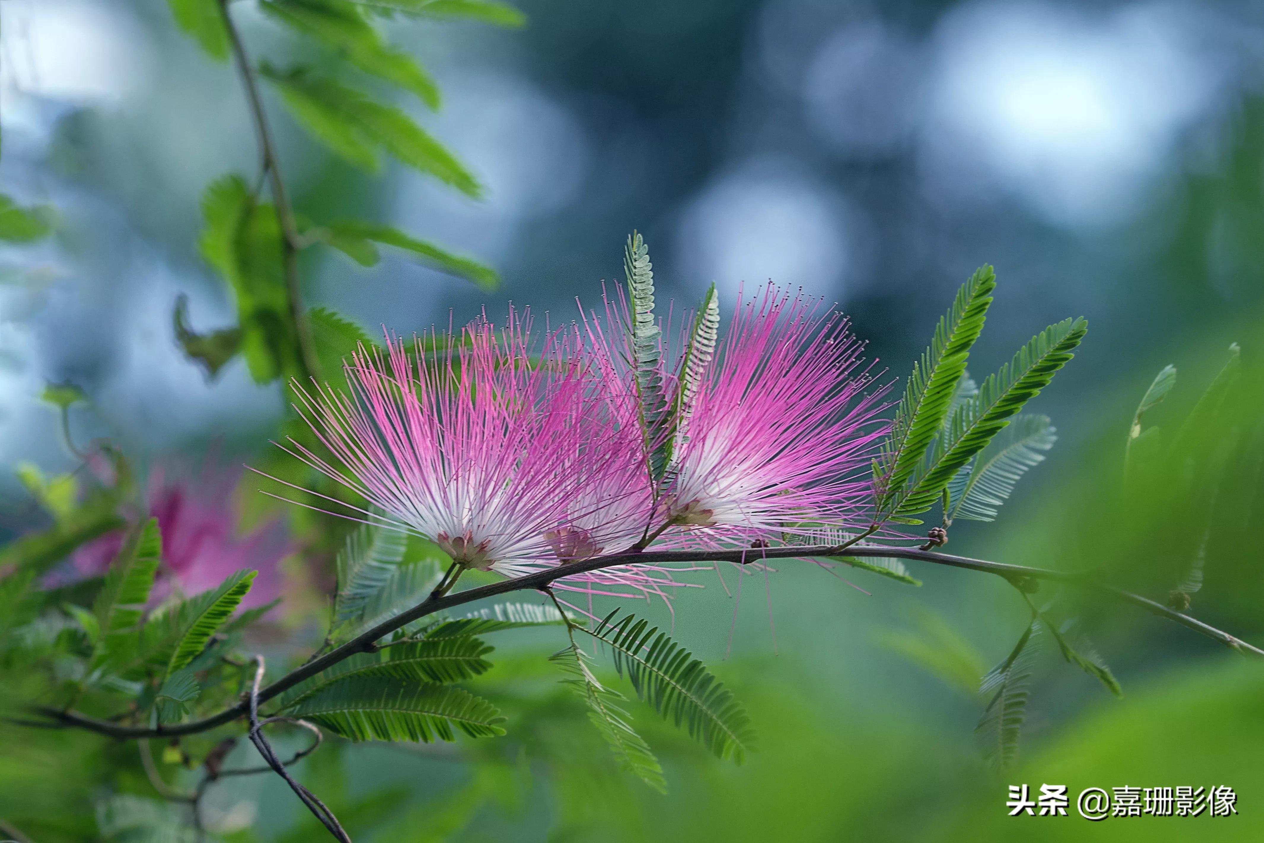 看看花容，听听花语2020年我镜头里的百种花卉