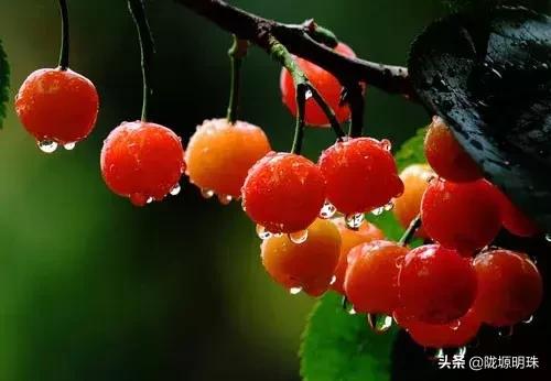 西安摘樱桃的地方推荐附近,西安周边摘樱桃去哪里