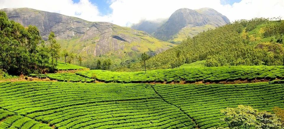 中国白茶产地十大排名,2022年福鼎白茶品牌前十名