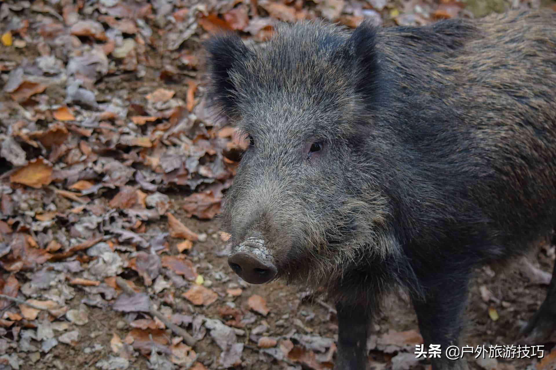 鍥藉鐙╃寧閲庣尓,缇庡浗鎹曠寧閲庣尓