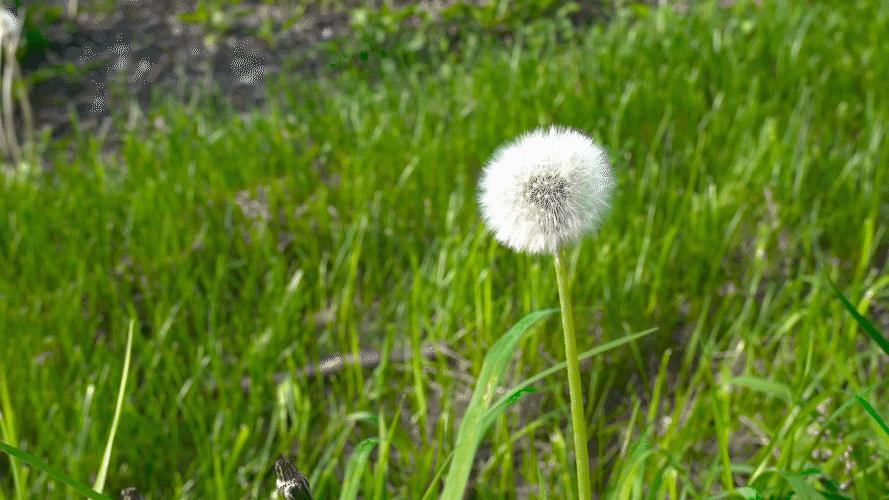 儿童画教程｜油水分离趣味课程《飞呀飞呀，毛茸茸的蒲公英》