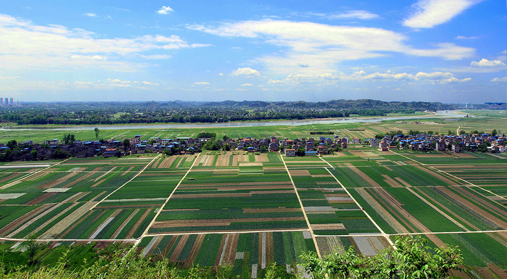 受新冠疫情影响，重庆潼南10万斤姬松茸销售受阻，老板欲哭无泪