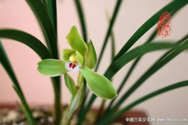 兰花怎么水养才能旺盛,养兰花避免两种水根系健壮花苞大