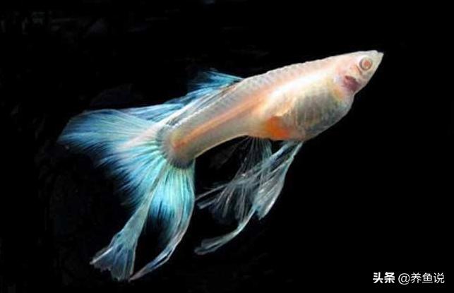 孔雀鱼鱼缸里养什么好,鱼缸里的孔雀鱼怎么养的好