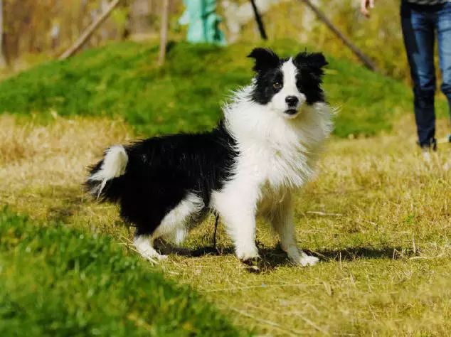 72种名犬分类介绍及图片,72种名犬及图片