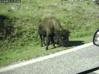 街斗中超级脏技巧,街斗低扫名场面