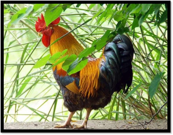 鸭肉比鸡肉嫩,鸭肉比鸡肉红怎么回事