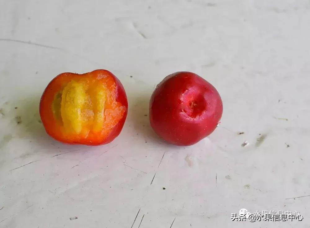 针叶樱桃不是樱桃,针叶樱桃与山樱桃一样吗