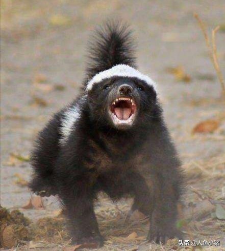 野生蜜獾平头哥,平头哥蜜獾如何生存