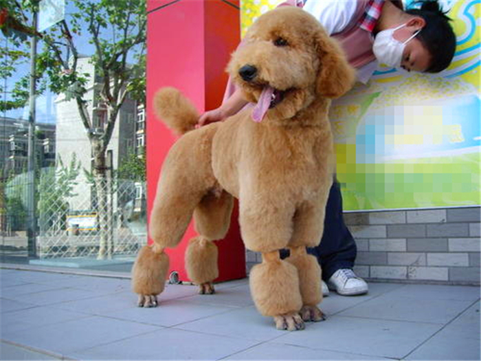 泰迪跟巨贵中间有什么关系呢,泰迪的正确喂养方法如下