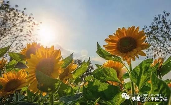 无锡秋游胜地最全推荐,无锡秋游自驾绝佳去处