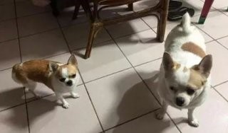 怎么判断吉娃娃吃饱了,吉娃娃吃饱