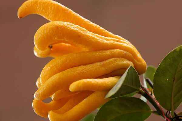 水果佛手柑是哪里特产,云南佛手柑图片大全集