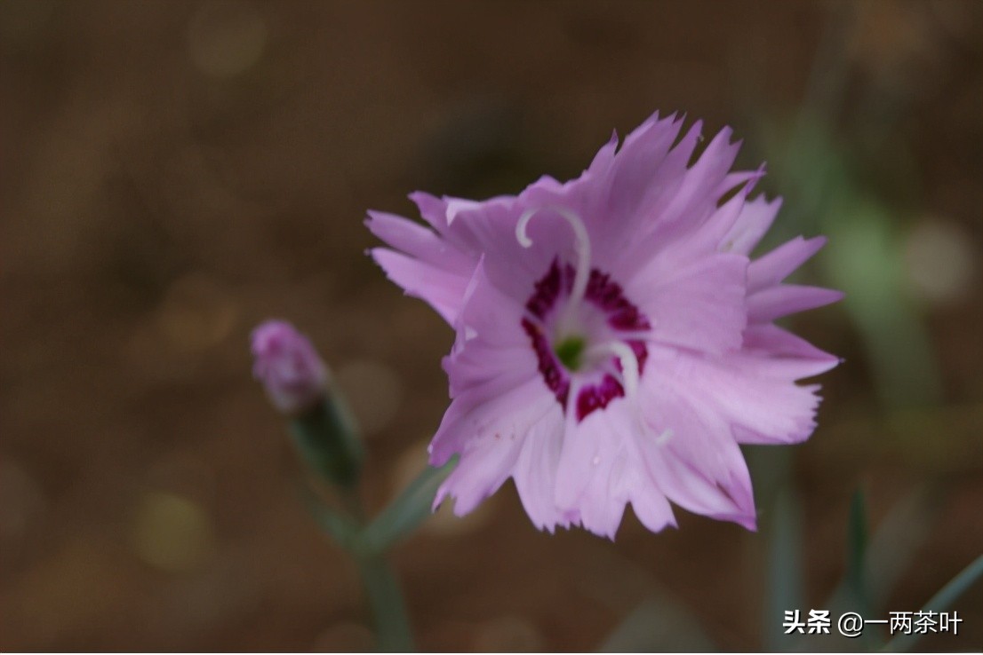 鲁西南方言全文,鲁西南济宁话