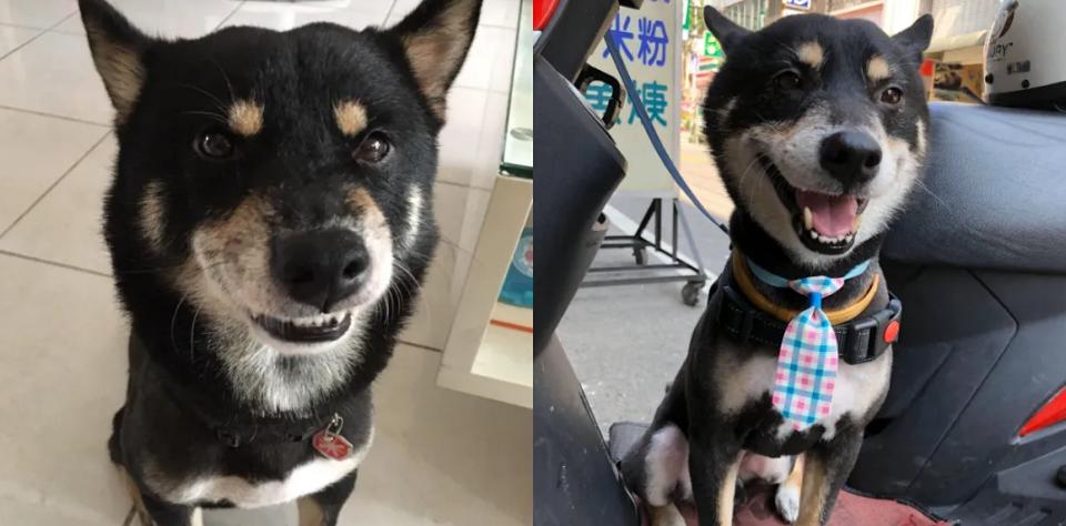 狗狗后部被插入“木棍”，还缠着大量胶带，被救后又遭遗弃