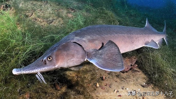 鱼子酱是三大奢侈品美食吗,世界三大美食鱼子酱